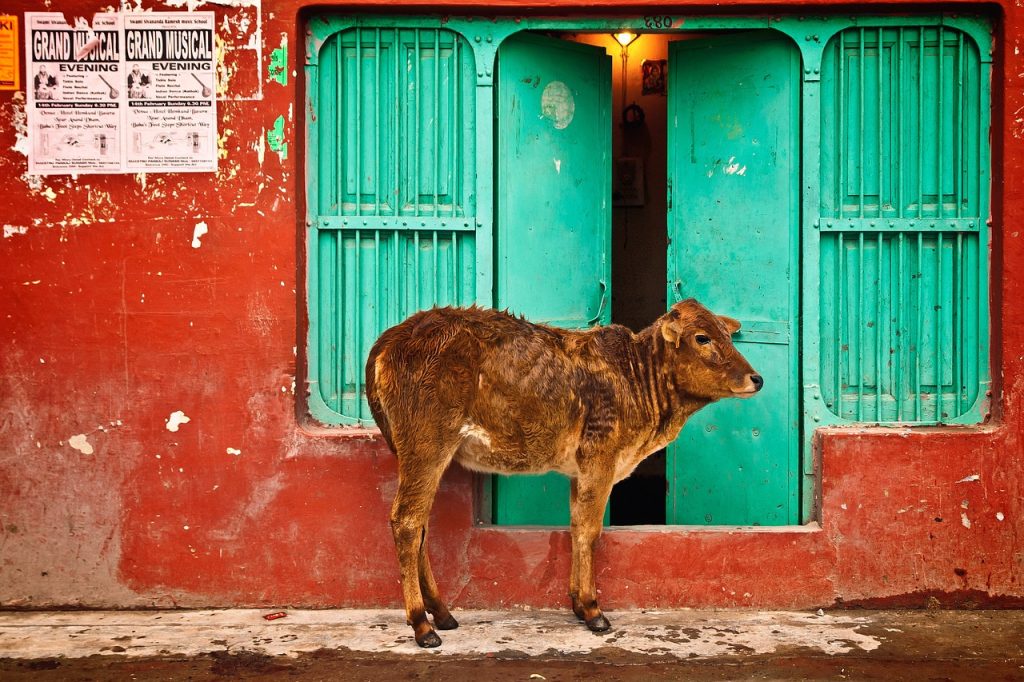 Um dos fatos curiosos sobre as diferentes religiões é que no Hinduísmo as vacas são sagradas e podem andar pelas ruas tranquilamente.