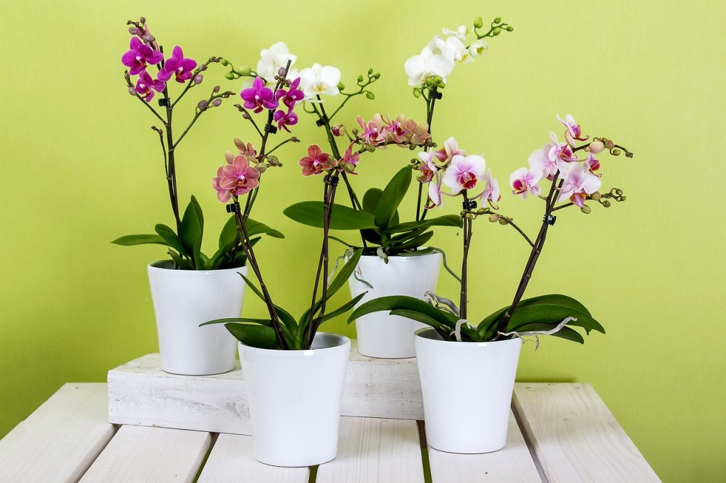 Sinais de Saúde e Bem-Estar: Saiba como avaliar o estado de sua orquídea e qual a melhor forma de cuidá-las pra que tragam ainda mais cor e alegria para sua casa.