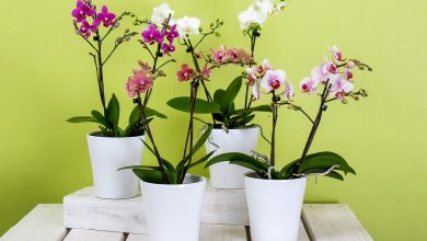 orchids 595242 1280