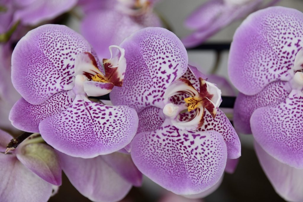 Dicas essenciais de como cuidar de orquídeas saudáveis e exuberantes em casa.